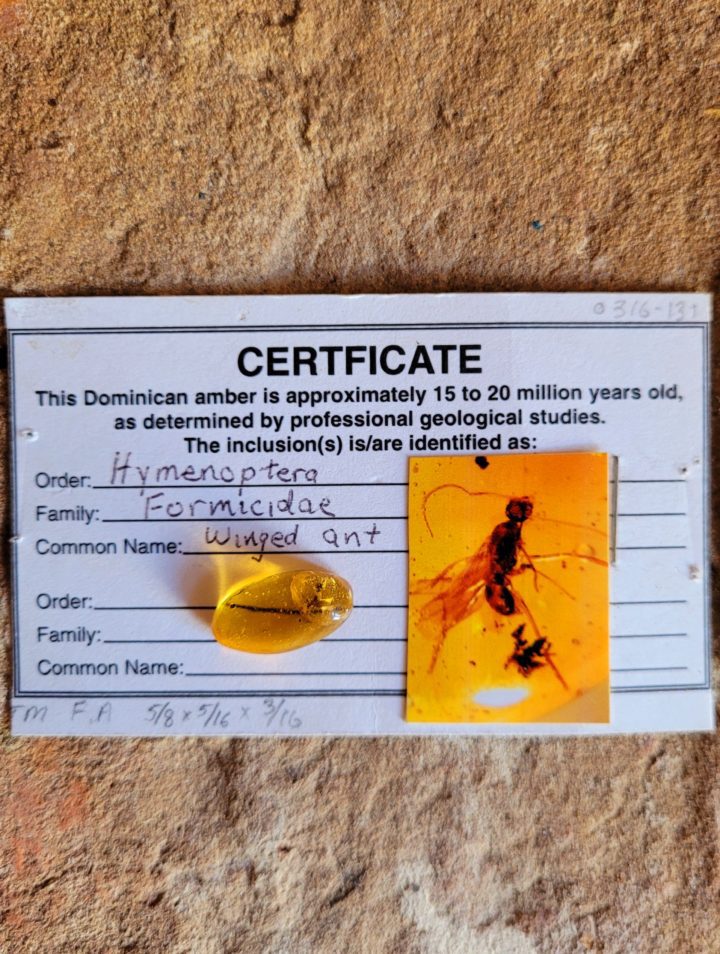 Amber with Inclusion